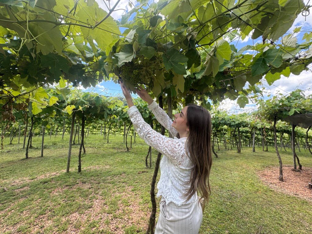 Vindima 2026 na Serra Gaúcha: O Guia Completo para Viver a Magia da Colheita em Gramado e Região