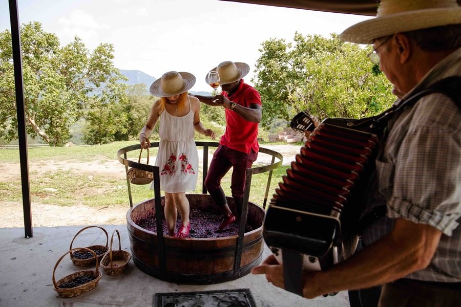Vindima 2026 na Serra Gaúcha: O Guia Completo para Viver a Magia da Colheita em Gramado e Região