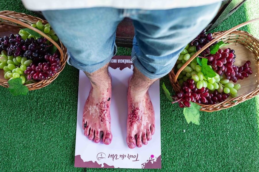 Vindima 2026 na Serra Gaúcha: O Guia Completo para Viver a Magia da Colheita em Gramado e Região