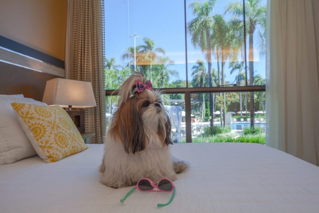 Foz do Iguaçu pet friendly: locais para levar seu pet