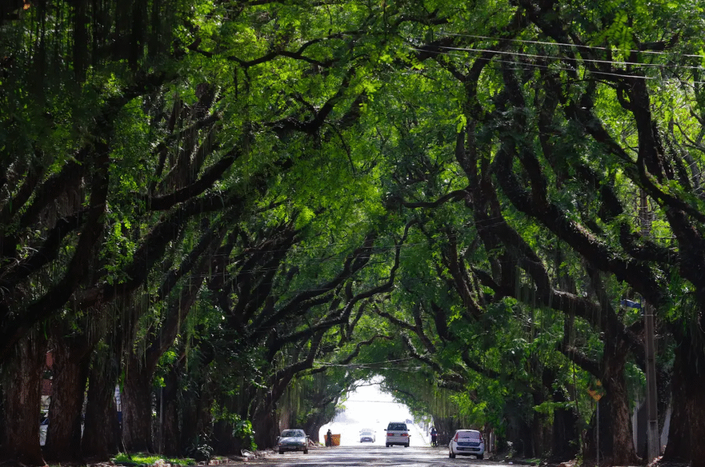 Confira 12 ideias de passeios gratuitos em Foz do Iguaçu - Avenida Pedro Basso
