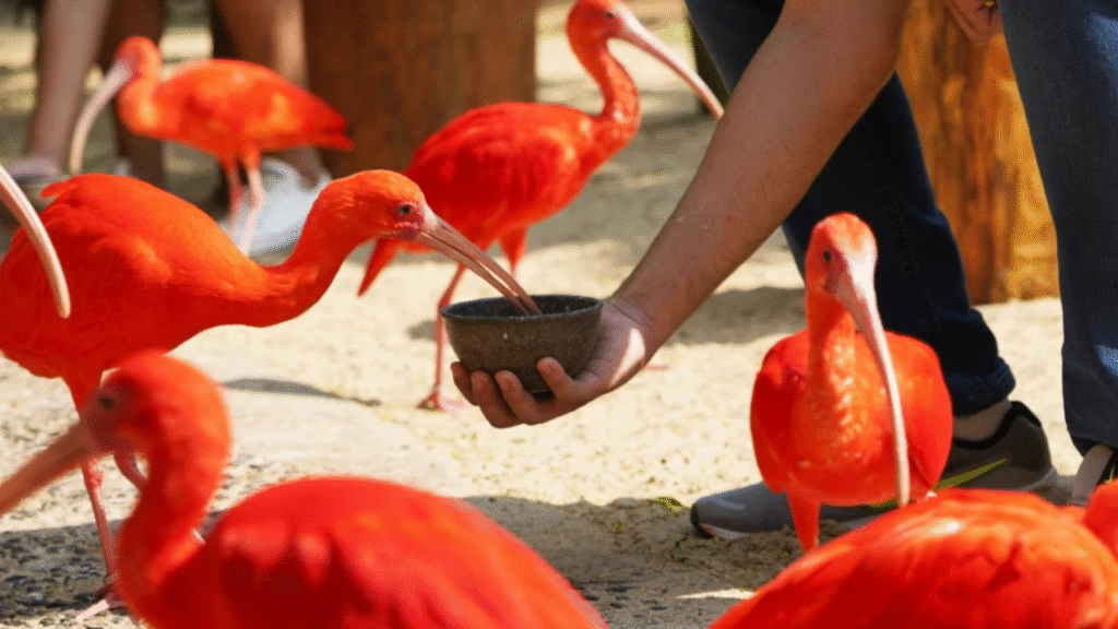 Foz do Iguaçu em 6 dias: roteiro perfeito para você