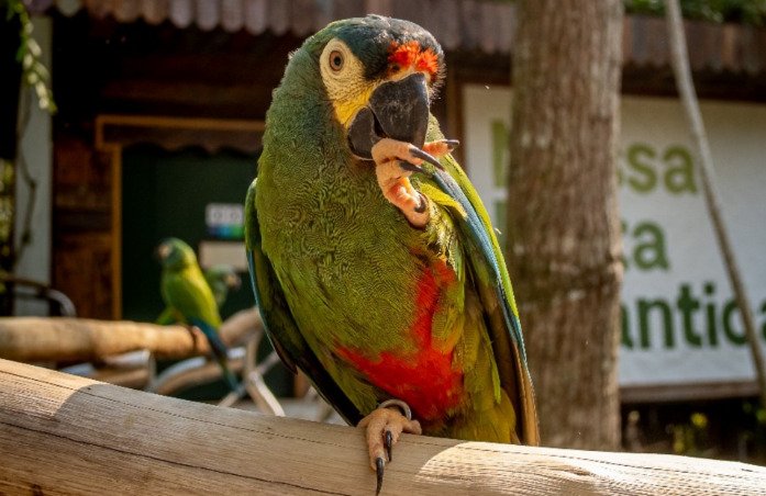 7 passeios em Foz do Iguaçu além das Cataratas
