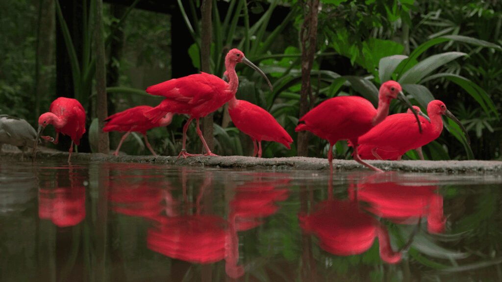 Foz do Iguaçu em 7 dias: roteiro sem igual